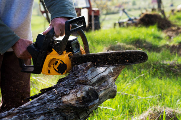 Best Arborist Consultation Services  in Comfort, TX