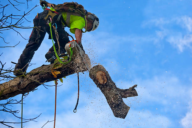 Best Storm Damage Tree Cleanup  in Comfort, TX